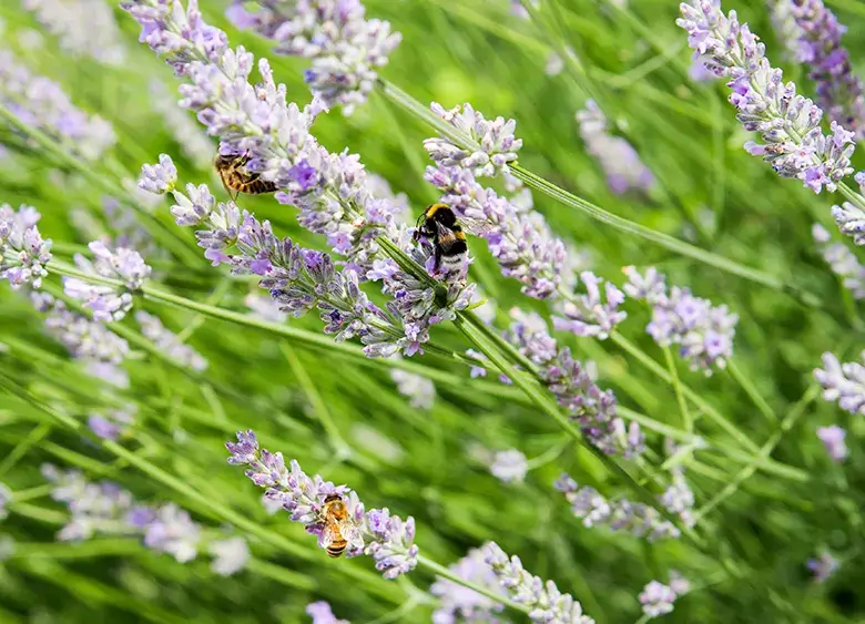 I terreni che ospitano i vigneti Provolo vengono gestiti con il massimo rispetto per l’ambiente e la biodiversità